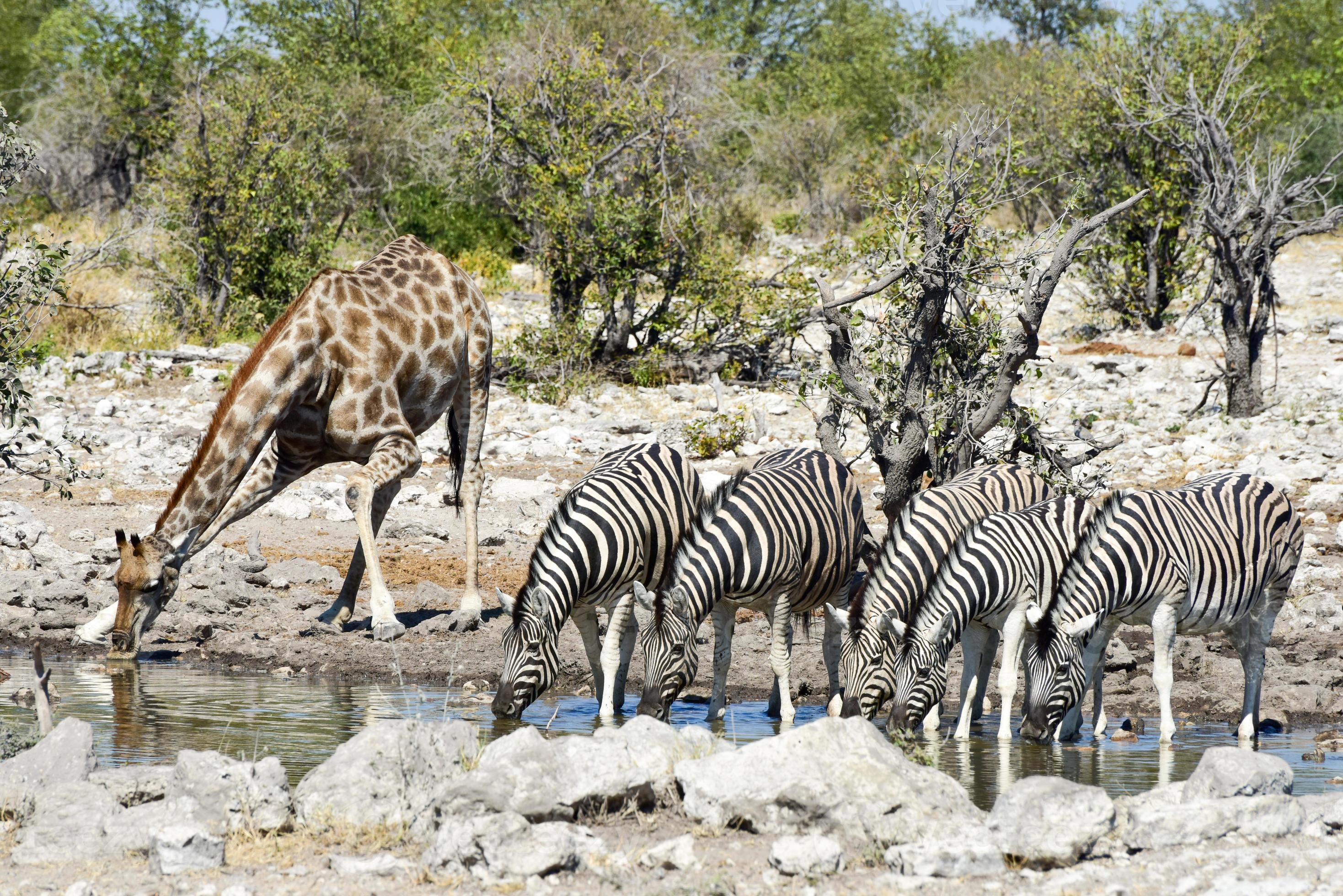 zebras and giraffes together