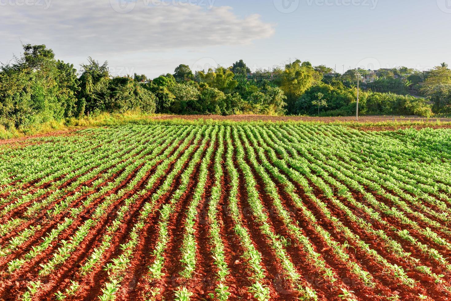 campo de tabaco en el valle de viñales, al norte de cuba. foto