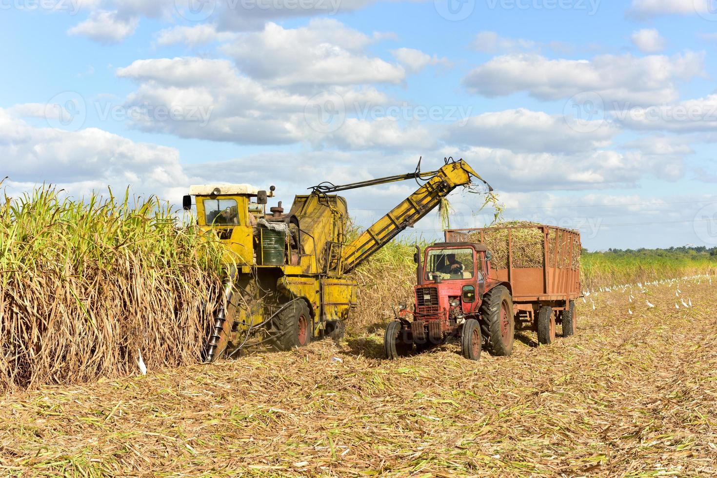 Sugar cane fields in the process of being harvested in Guayabales, Cuba. photo