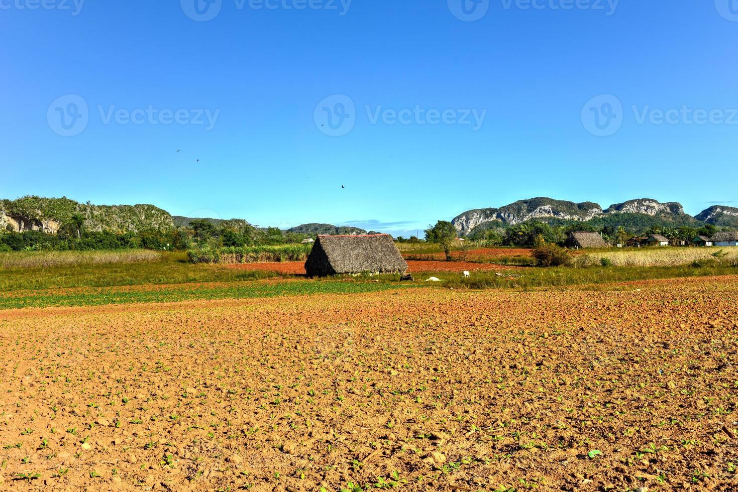 Tobacco field in the Vinales Valley, north of Cuba. photo