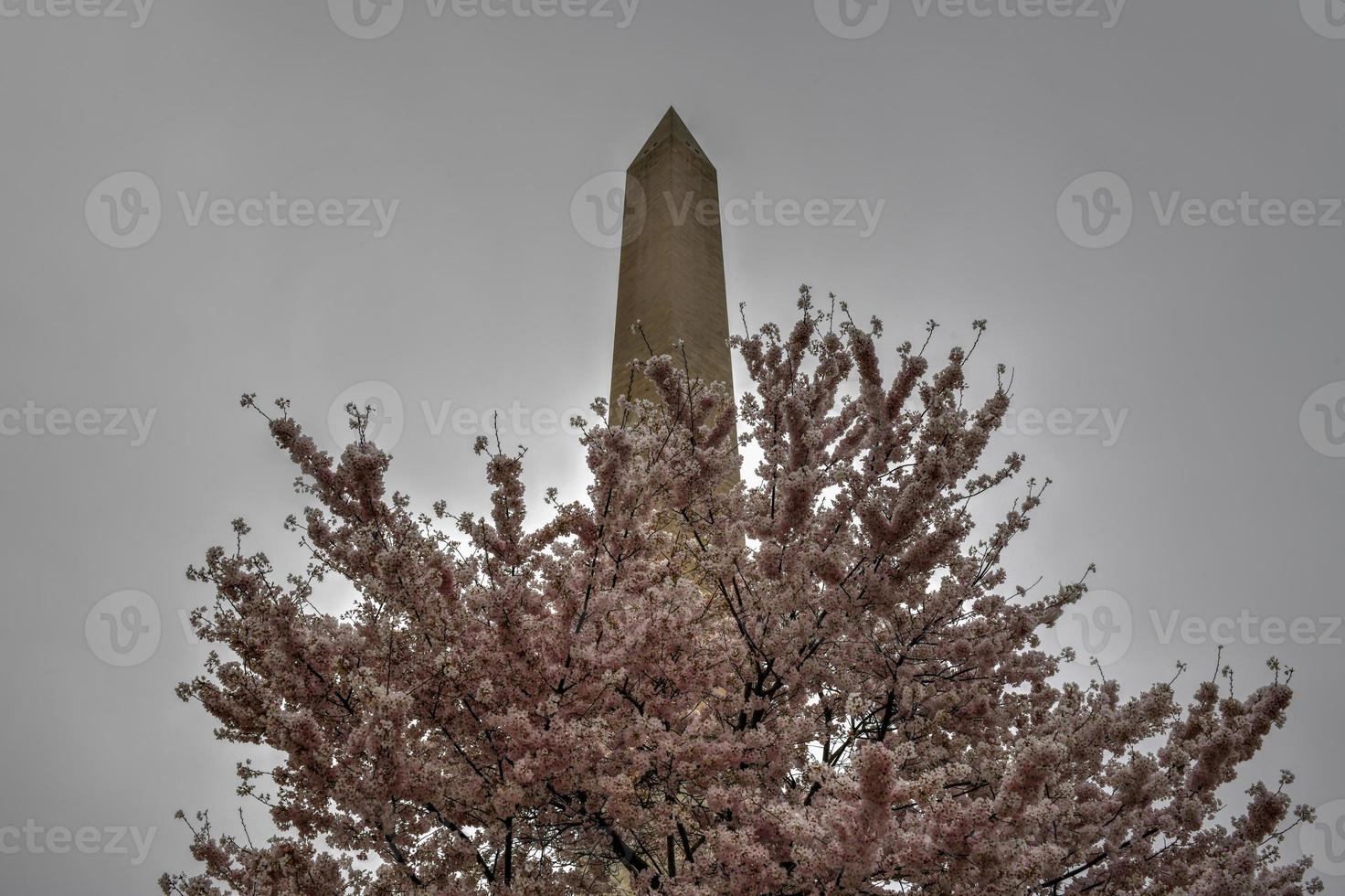 Washington Monument during the cherry blossom festival in Washington, DC photo
