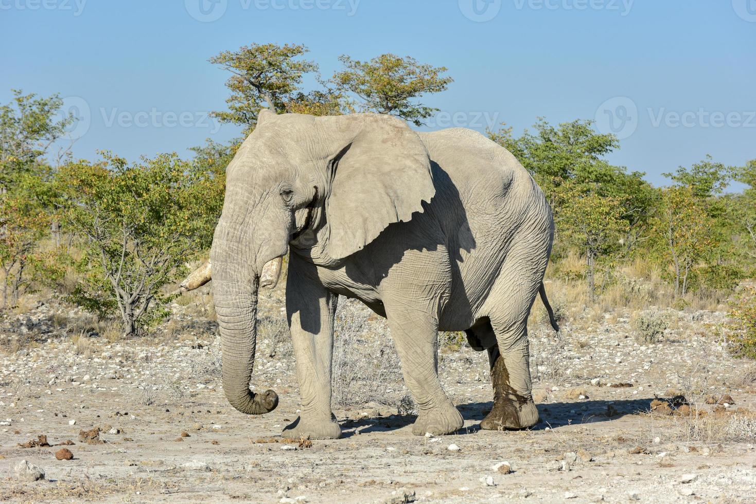 elefante - etosha, namibia foto