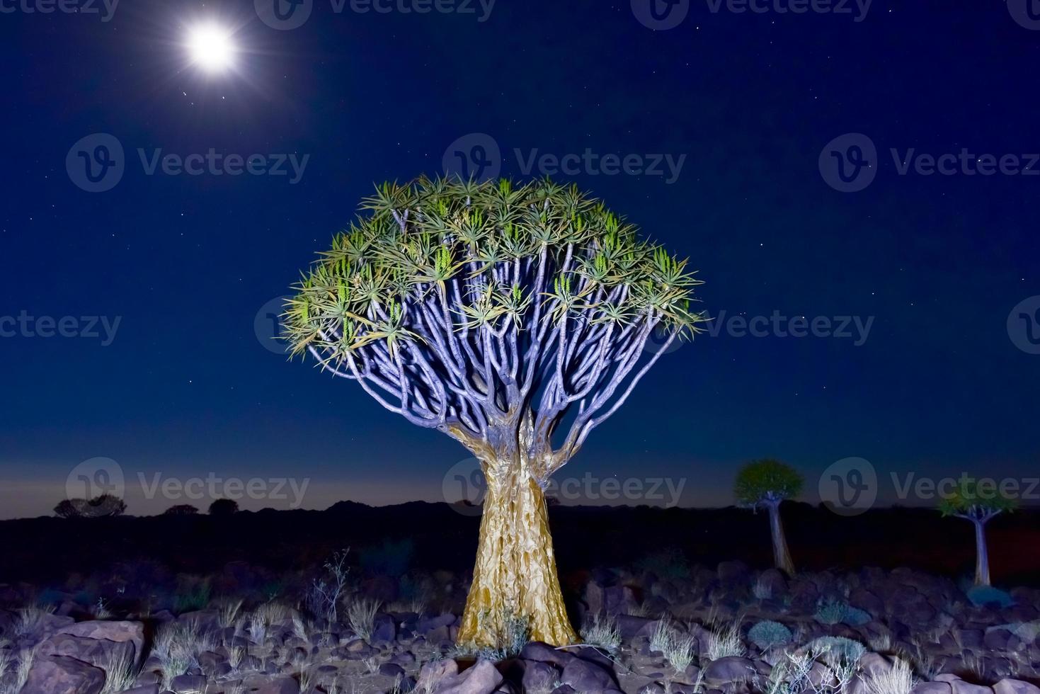 Quiver Tree Forest - Nambia photo