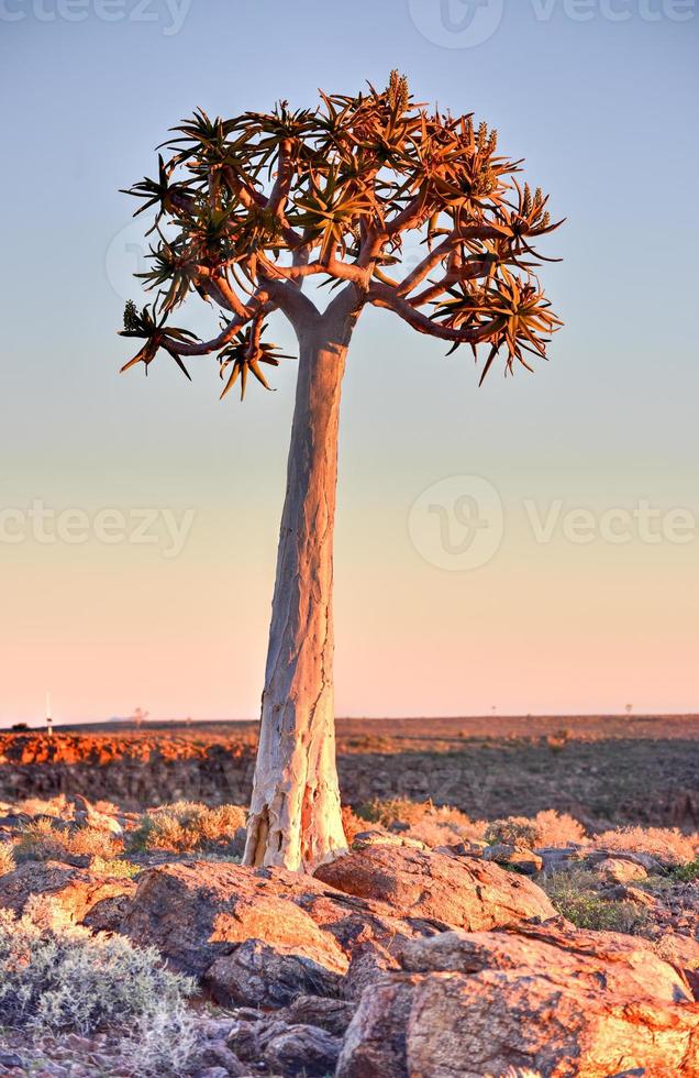 Quiver Tree - Namibia photo