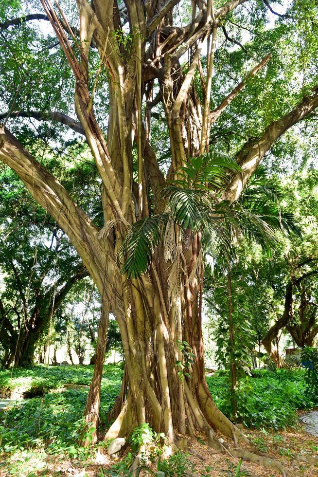 Almendares Park in the Great Metropolitan Park, also known as the forest of Havana in Cuba. photo
