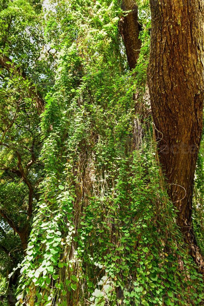 Almendares Park in the Great Metropolitan Park, also known as the forest of Havana in Cuba. photo