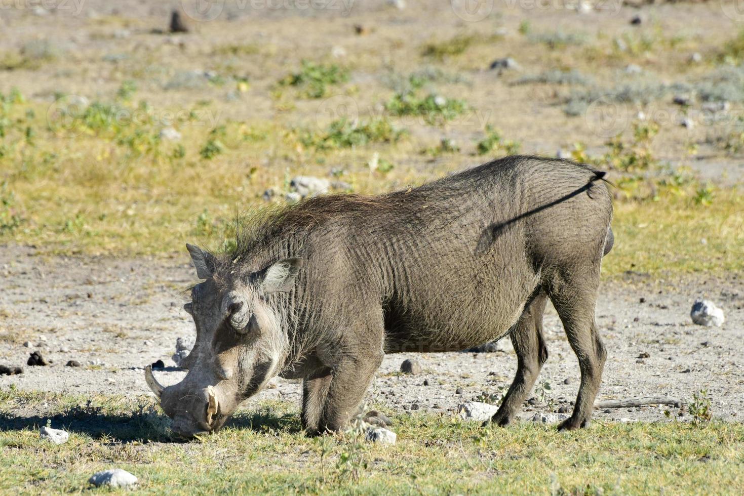 Warthog - Etosha, Namibia photo