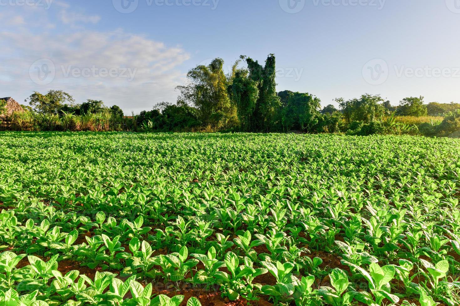 Tobacco field in the Vinales valley, north of Cuba. photo