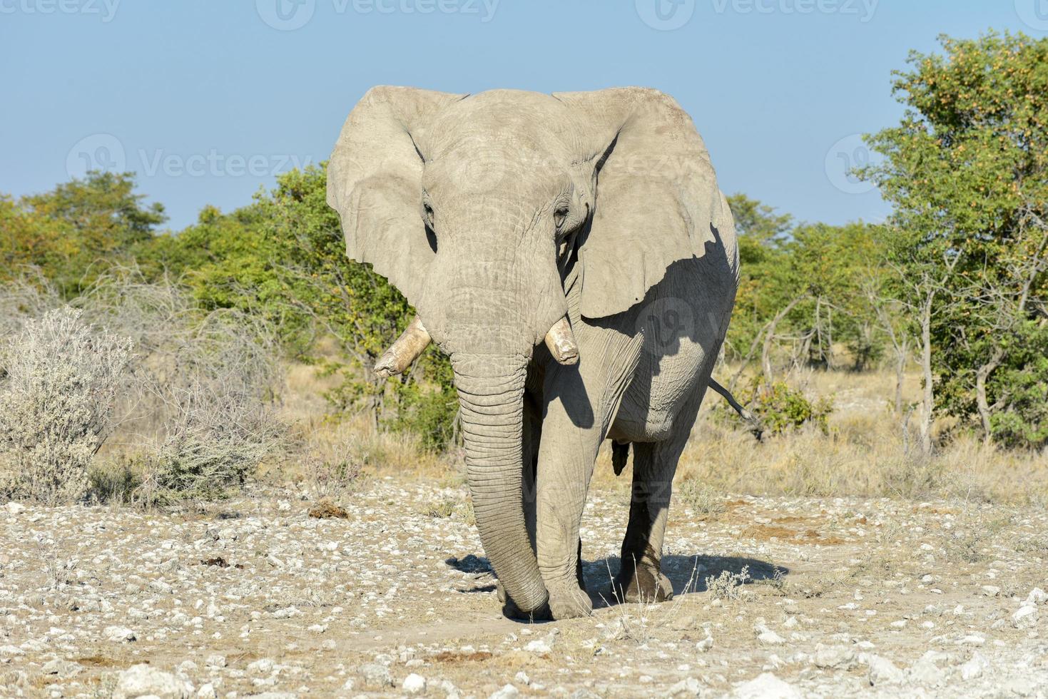 Elephant - Etosha, Namibia photo