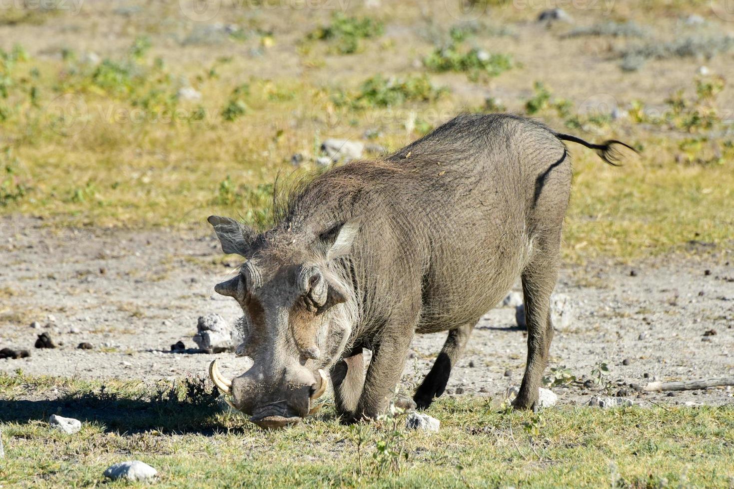 Warthog - Etosha, Namibia photo