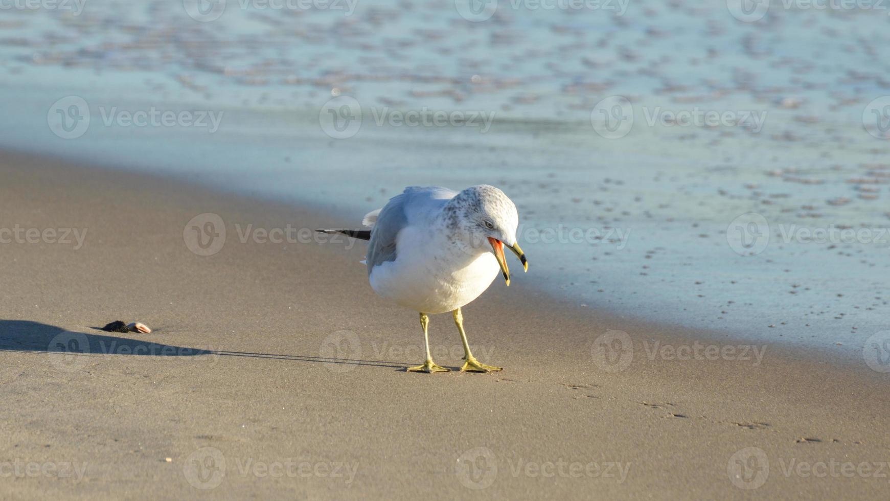 Hungry Seagull on the Beach photo