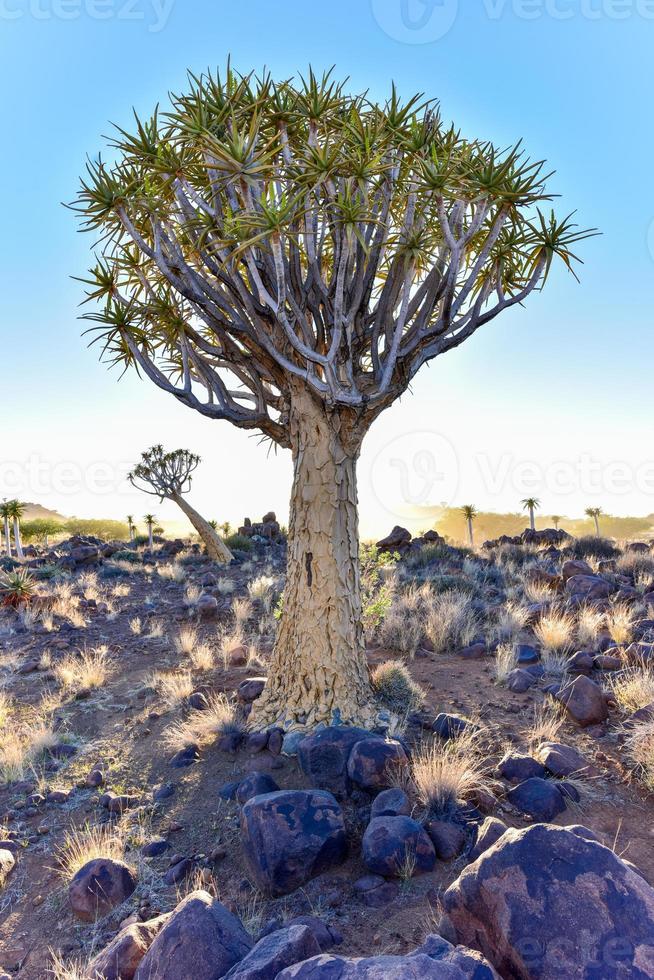 Quiver Tree Forest - Nambia photo