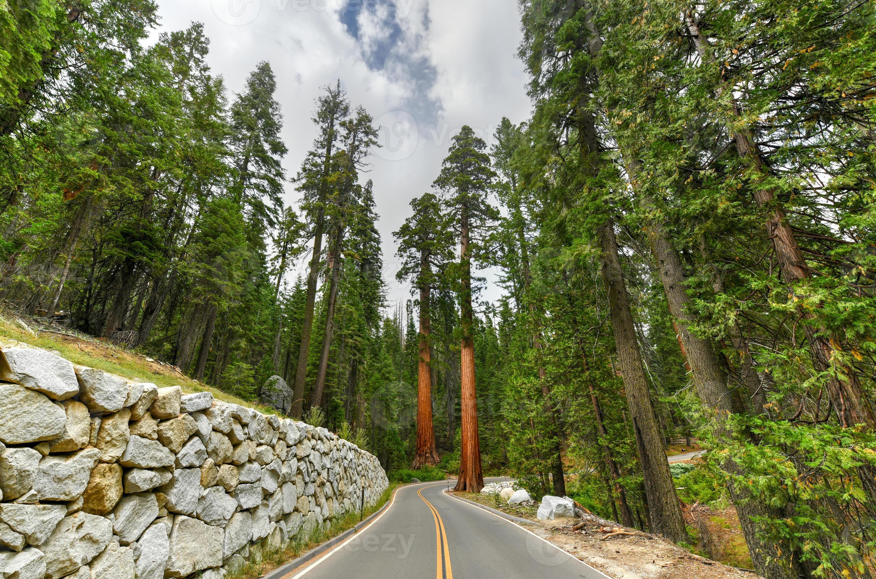 Giant Sequoia Trees In Mariposa Grove Yosemite National Park giant-sequoia-trees-in-mariposa-grove-yosemite-national-park