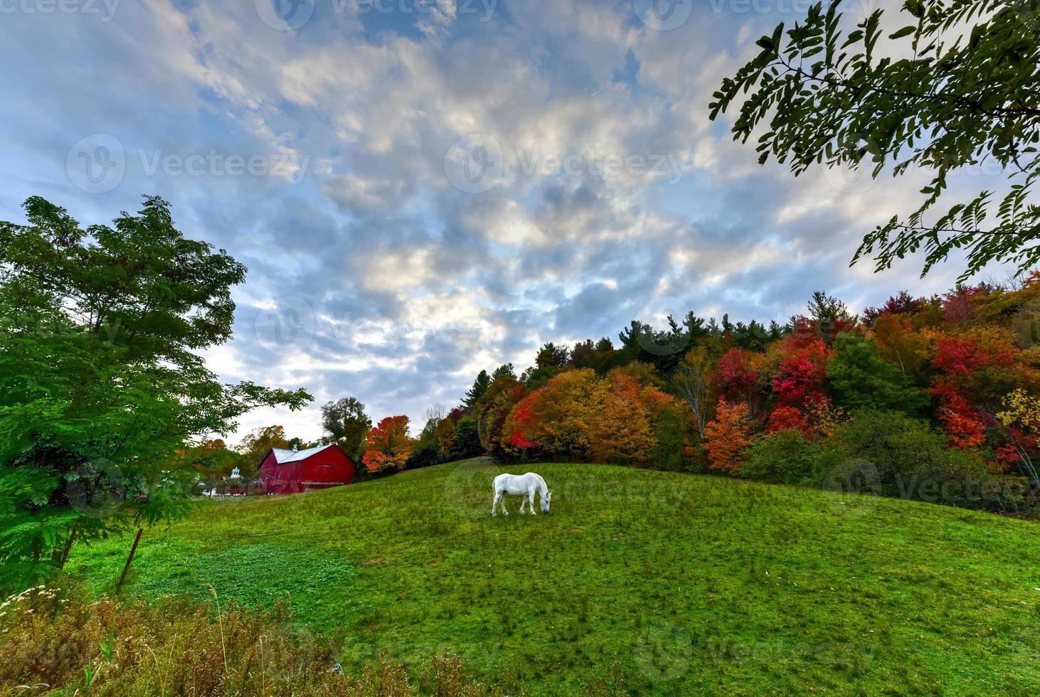 Horse Grazing in a Field photo