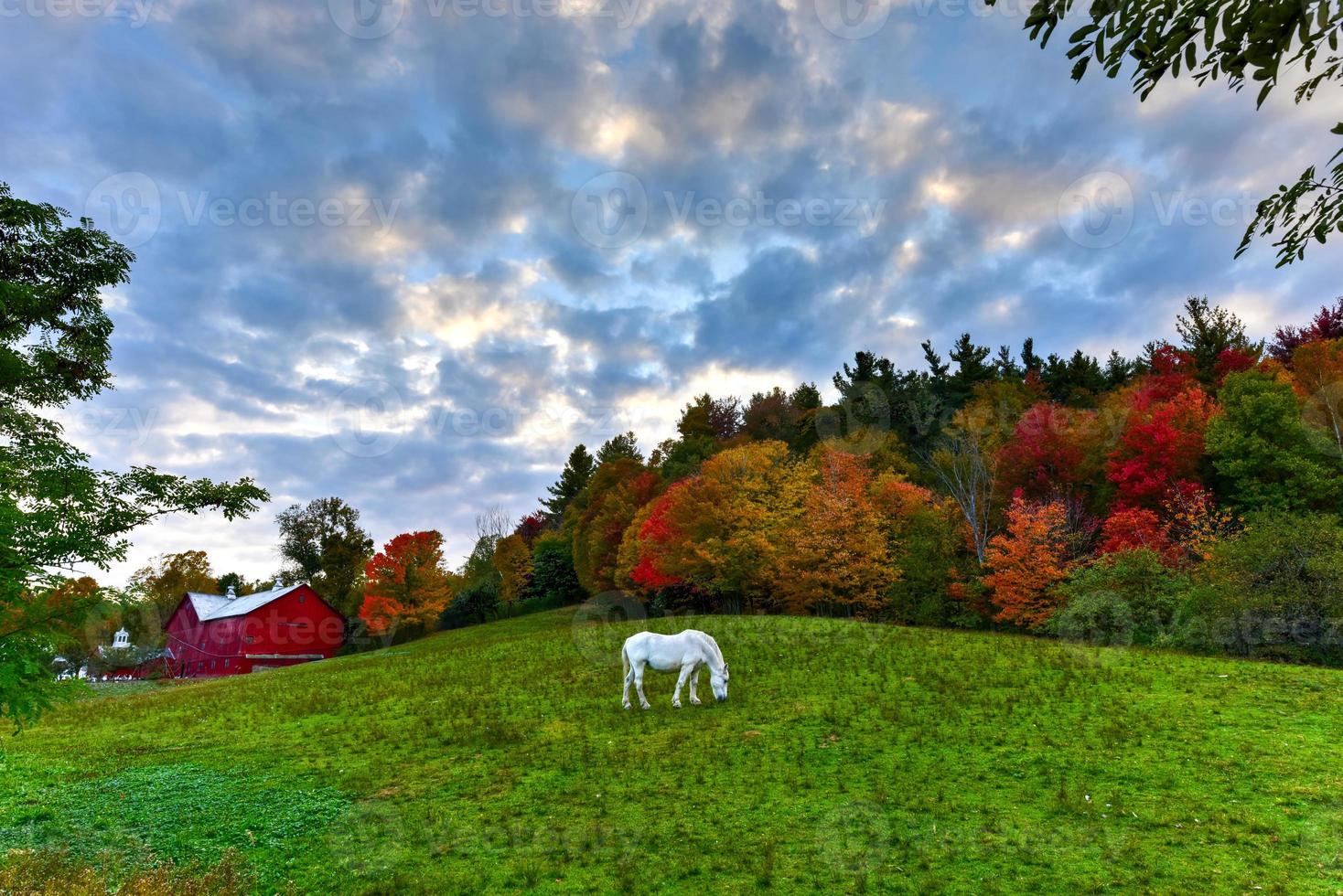 Horse Grazing in a Field photo