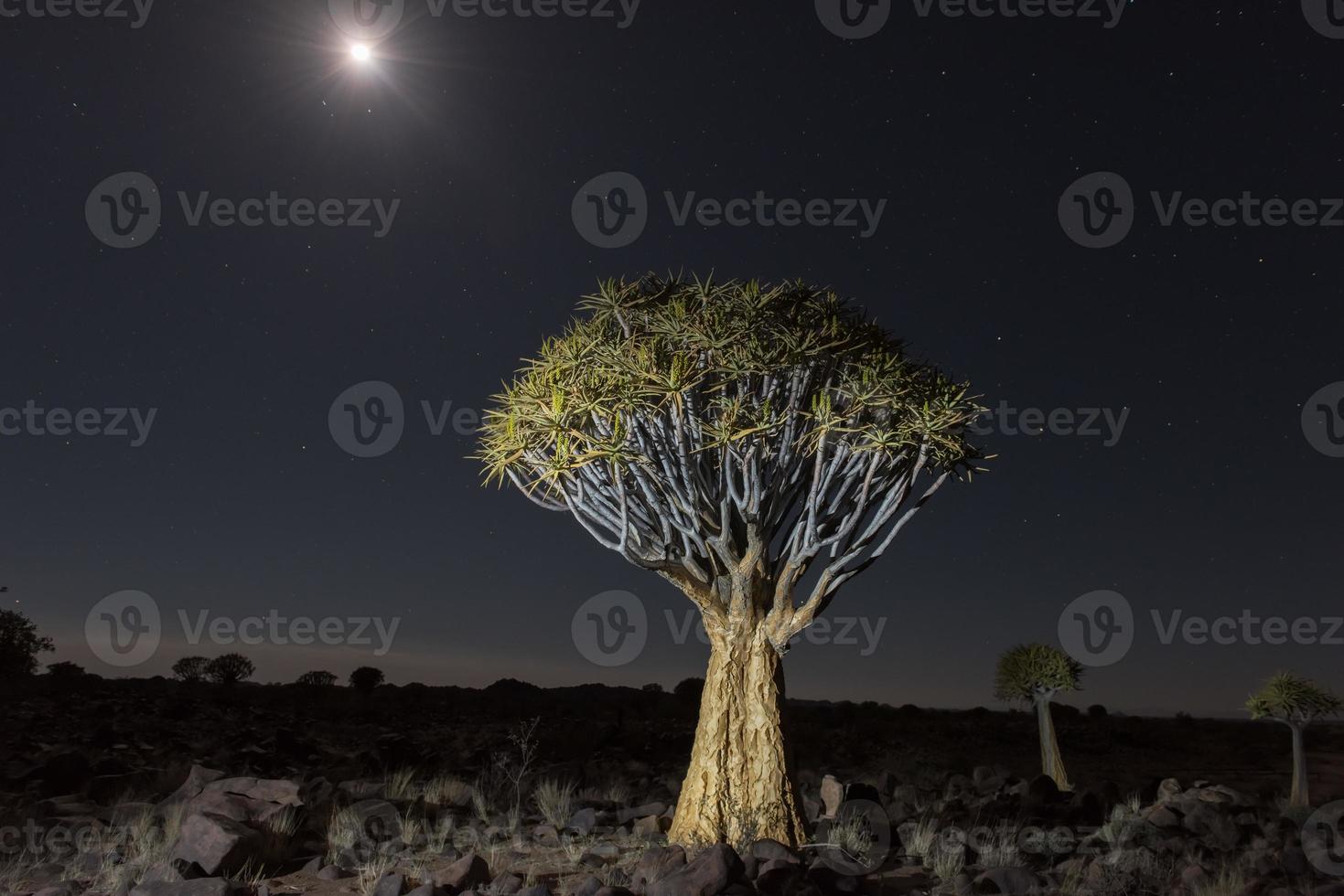 Quiver Tree Forest - Nambia photo