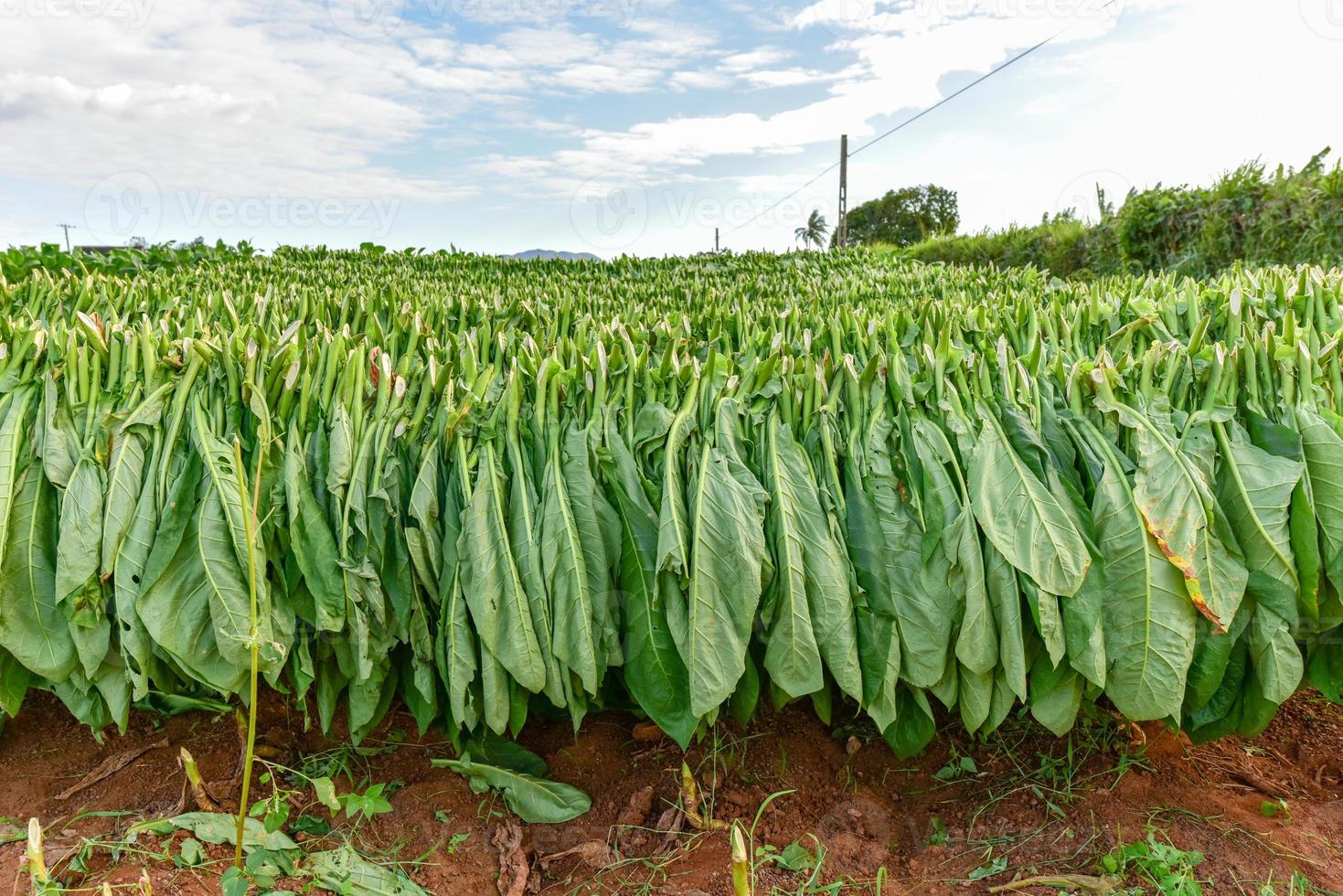 Tobacco field in the Vinales valley, north of Cuba. photo