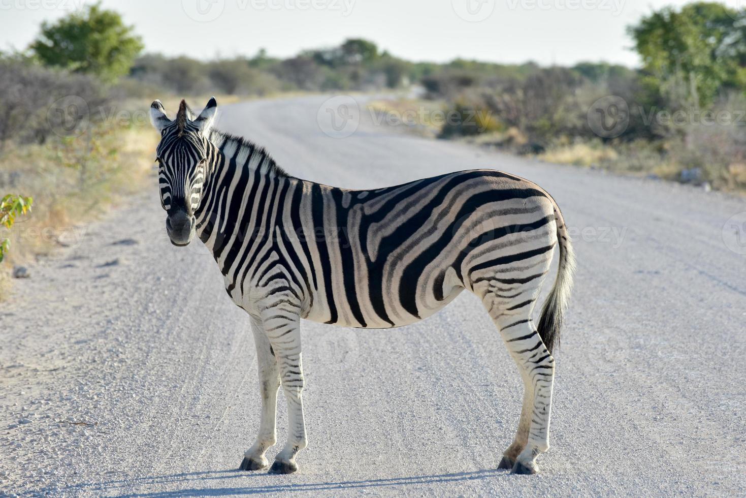 Zebra - Etosha, Namibia photo