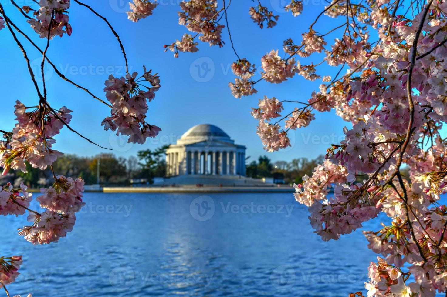 Jefferson Memorial and cherry blossoms at the Tidal Basin during spring in Washington, DC. photo