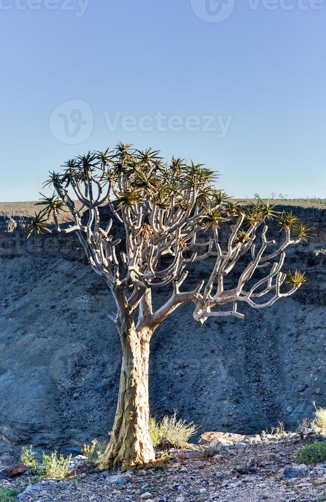 Quiver Tree - Namibia photo