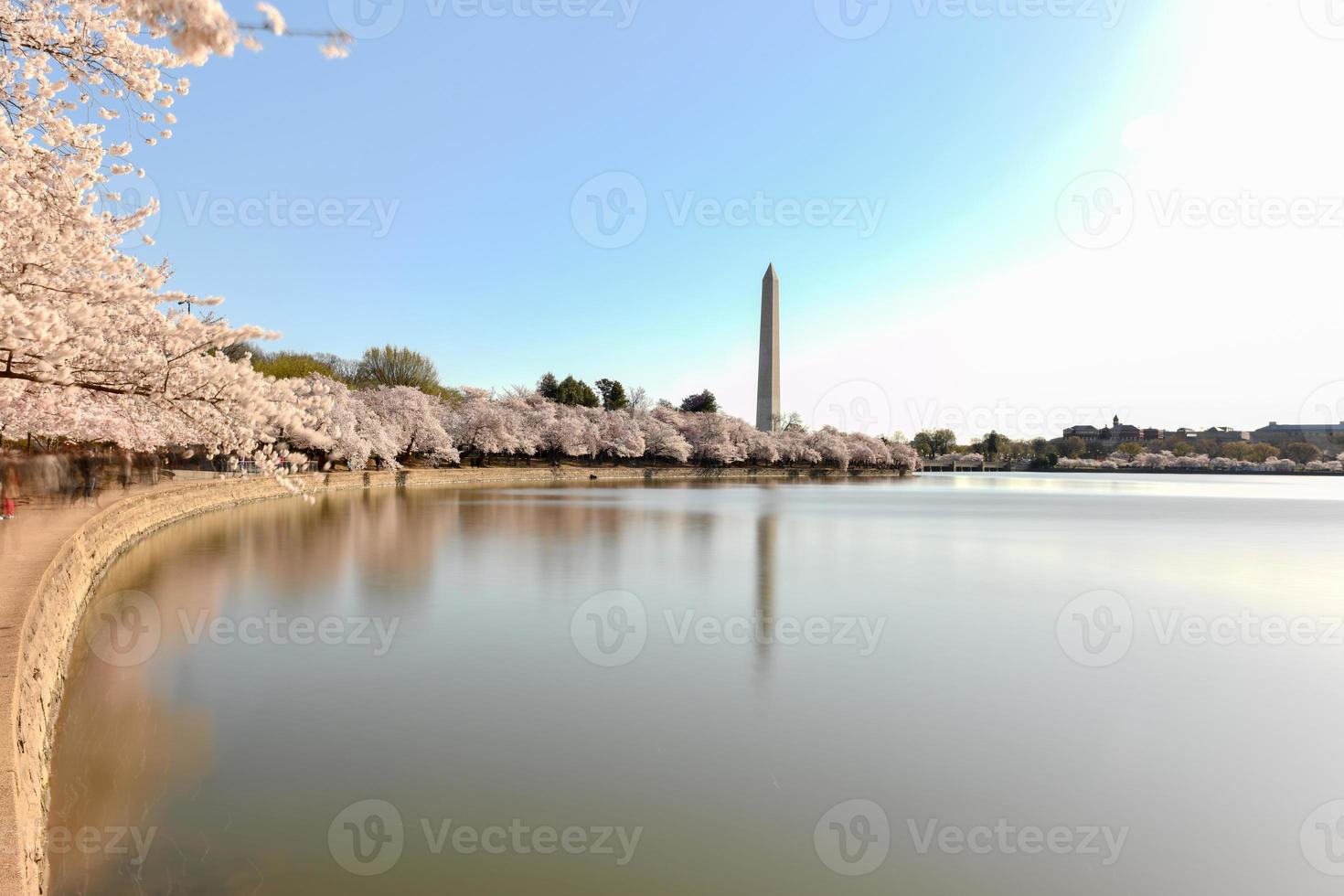 Washington Monument and cherry blossoms at the Tidal Basin during spring in Washington, DC. photo