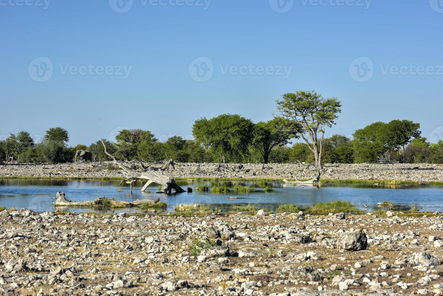 abrevadero - etosha, namibia foto