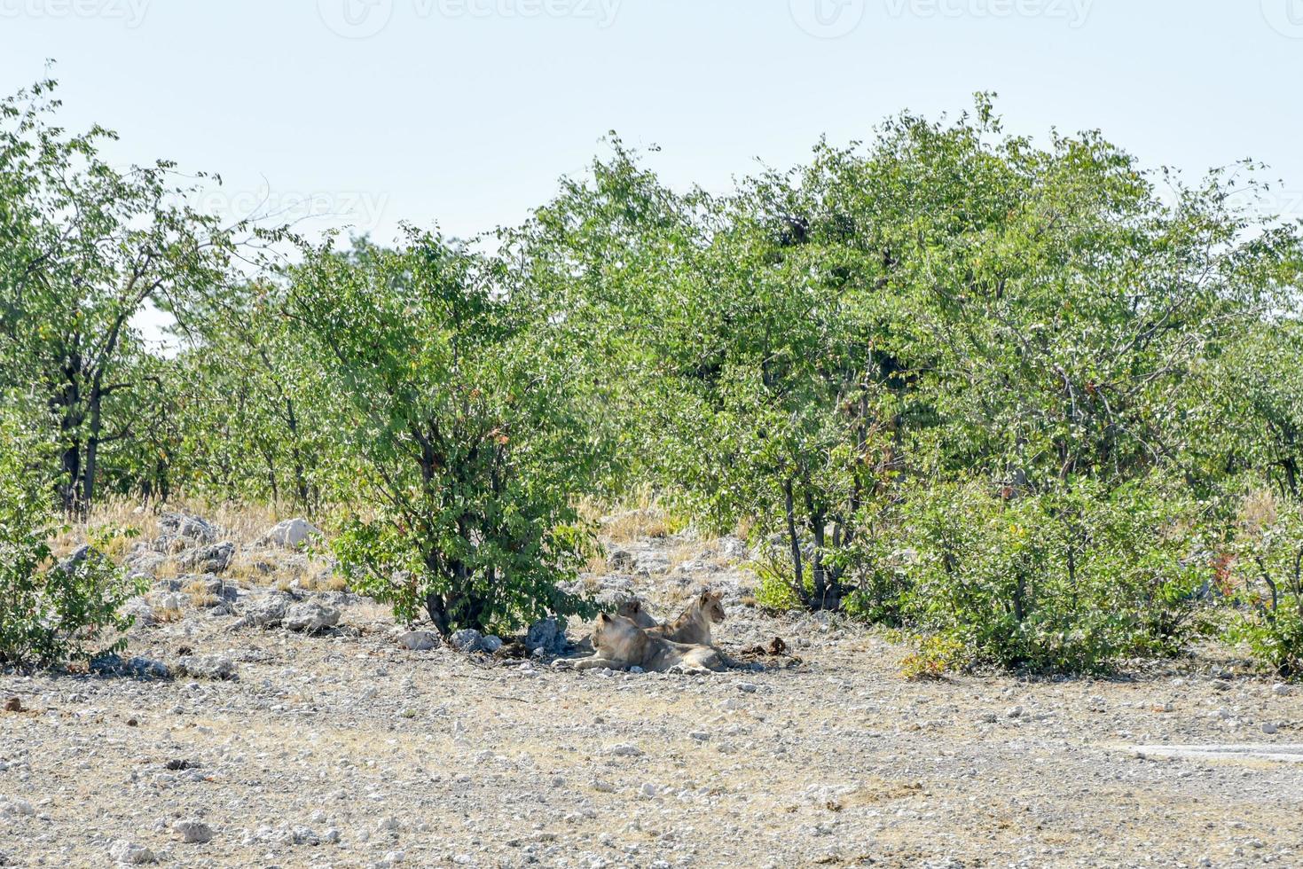 Lions in Etosha National Park photo