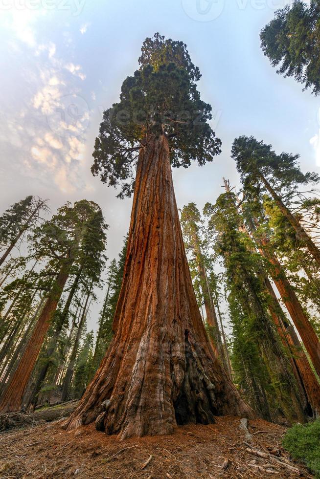 Sequoia Tree from General Grant Grove, a section of Kings Canyon National Park photo