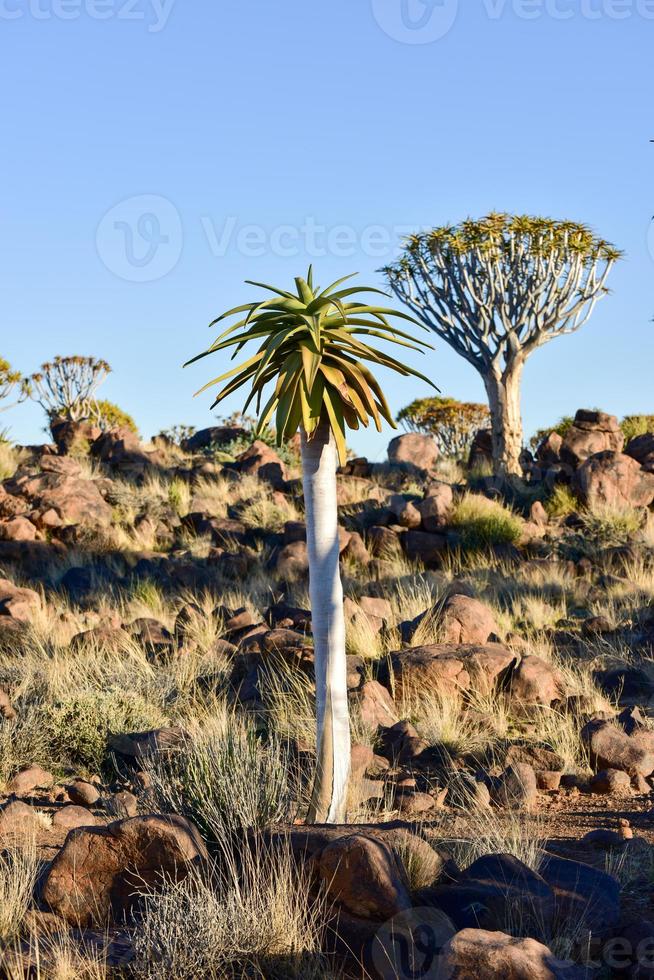 Quiver Tree Forest - Nambia photo