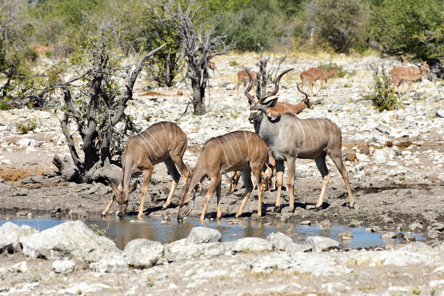 Kudu - Etosha, Namibia photo