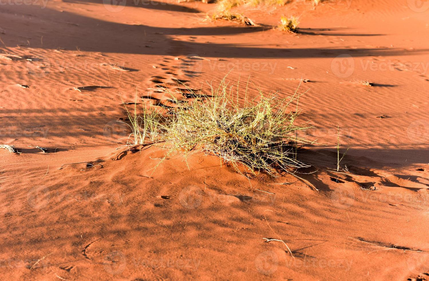 Desert Landscape - NamibRand, Namibia photo