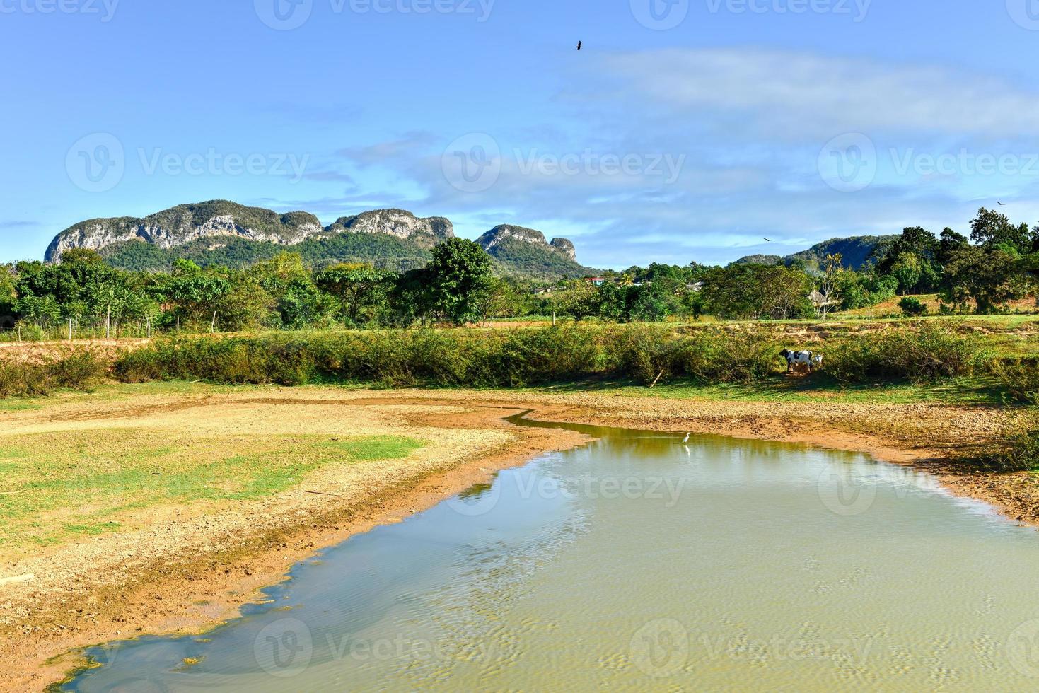 Tobacco field in the Vinales Valley, north of Cuba. photo
