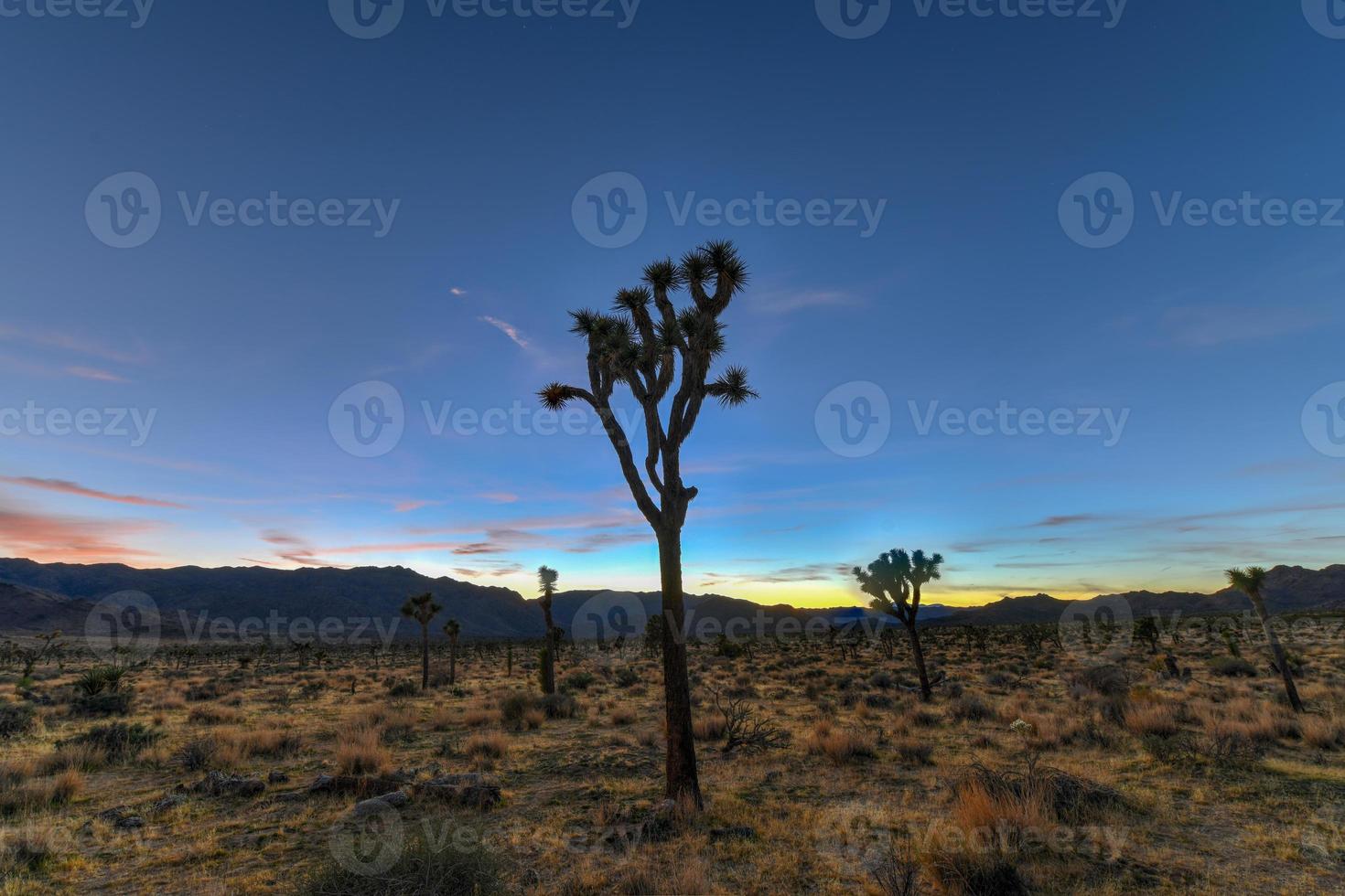 Beautiful landscape in Joshua Tree National Park in California. photo