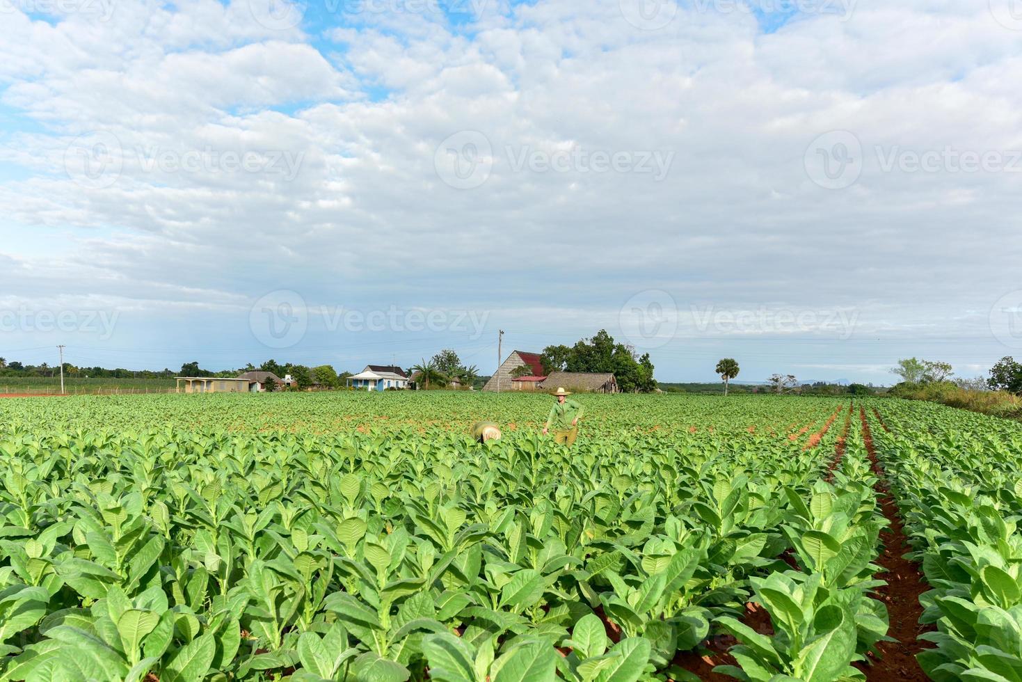 Tobacco field in the Vinales valley, north of Cuba. photo