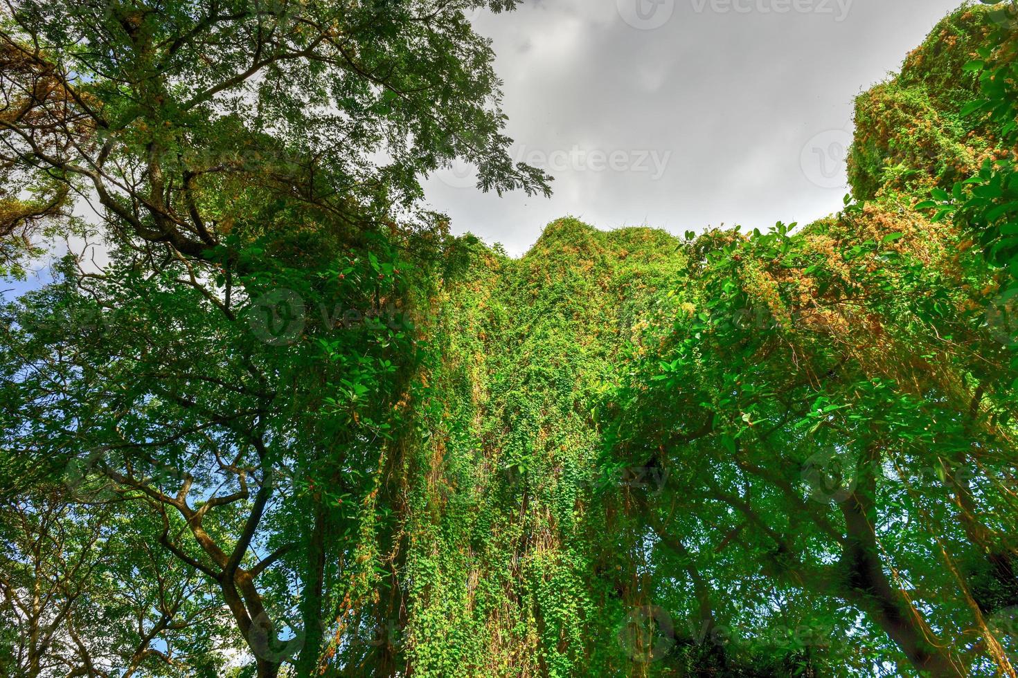 Almendares Park in the Great Metropolitan Park, also known as the forest of Havana in Cuba. photo