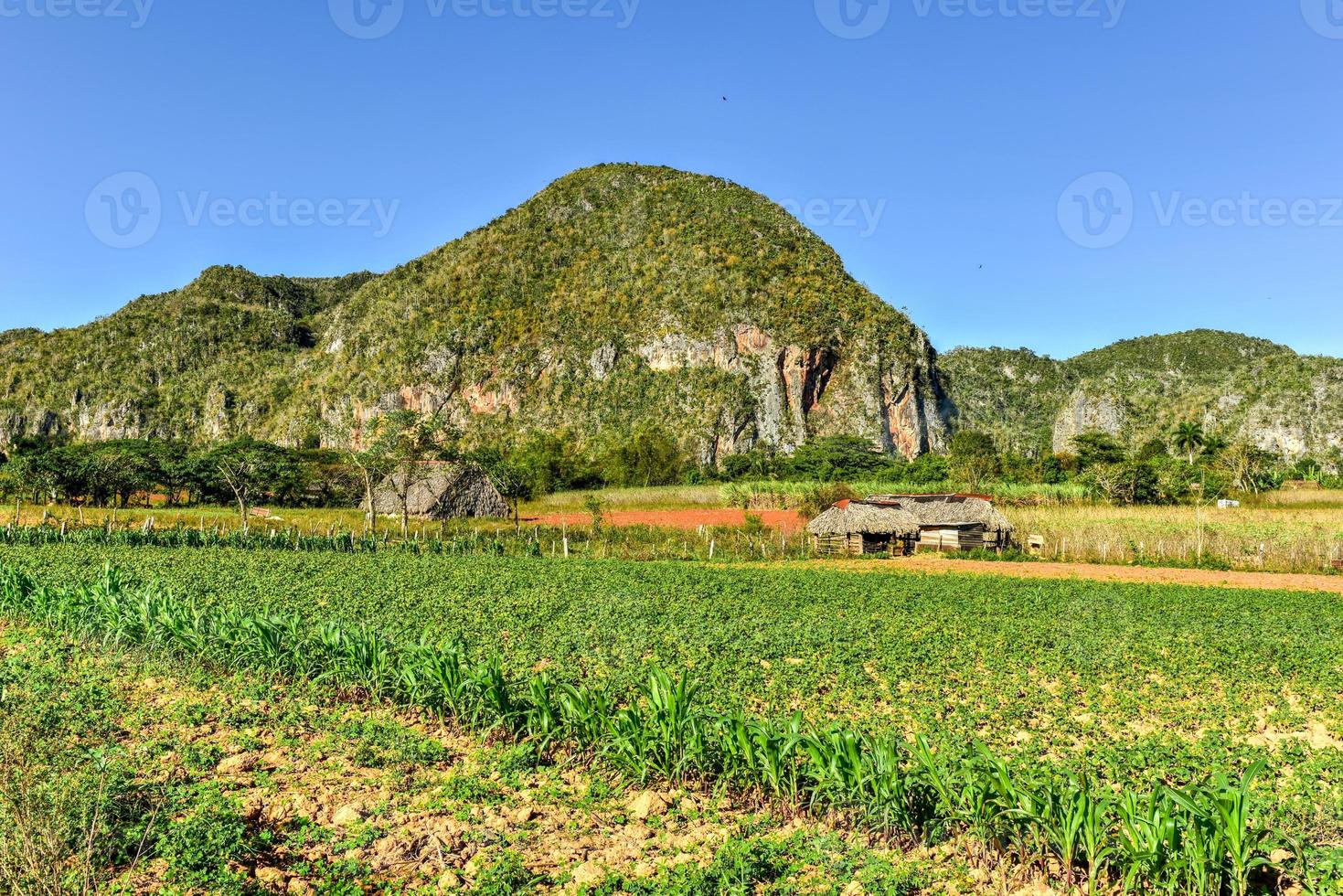 Tobacco field in the Vinales Valley, north of Cuba. photo