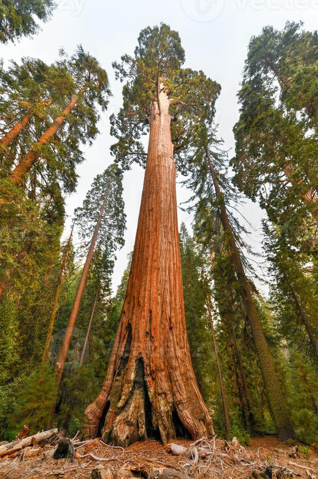 árbol secoya de general grant grove, una sección del parque nacional kings canyon foto