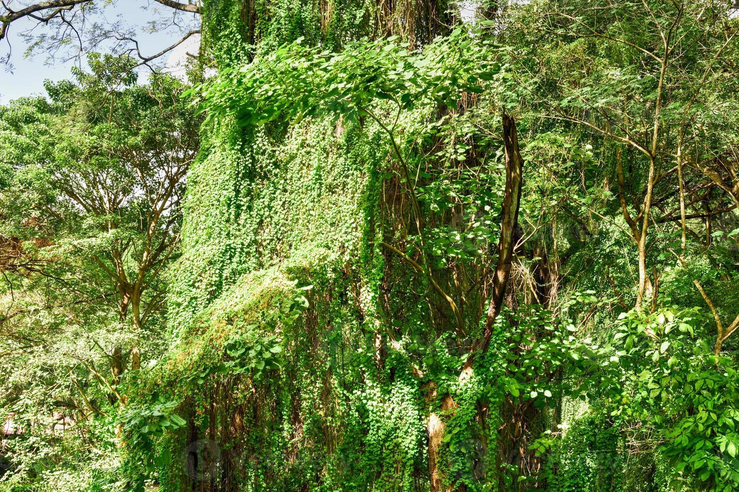 Almendares Park in the Great Metropolitan Park, also known as the forest of Havana in Cuba. photo