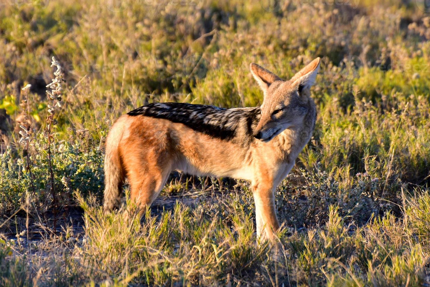 Jackal - Etosha, Namibia photo