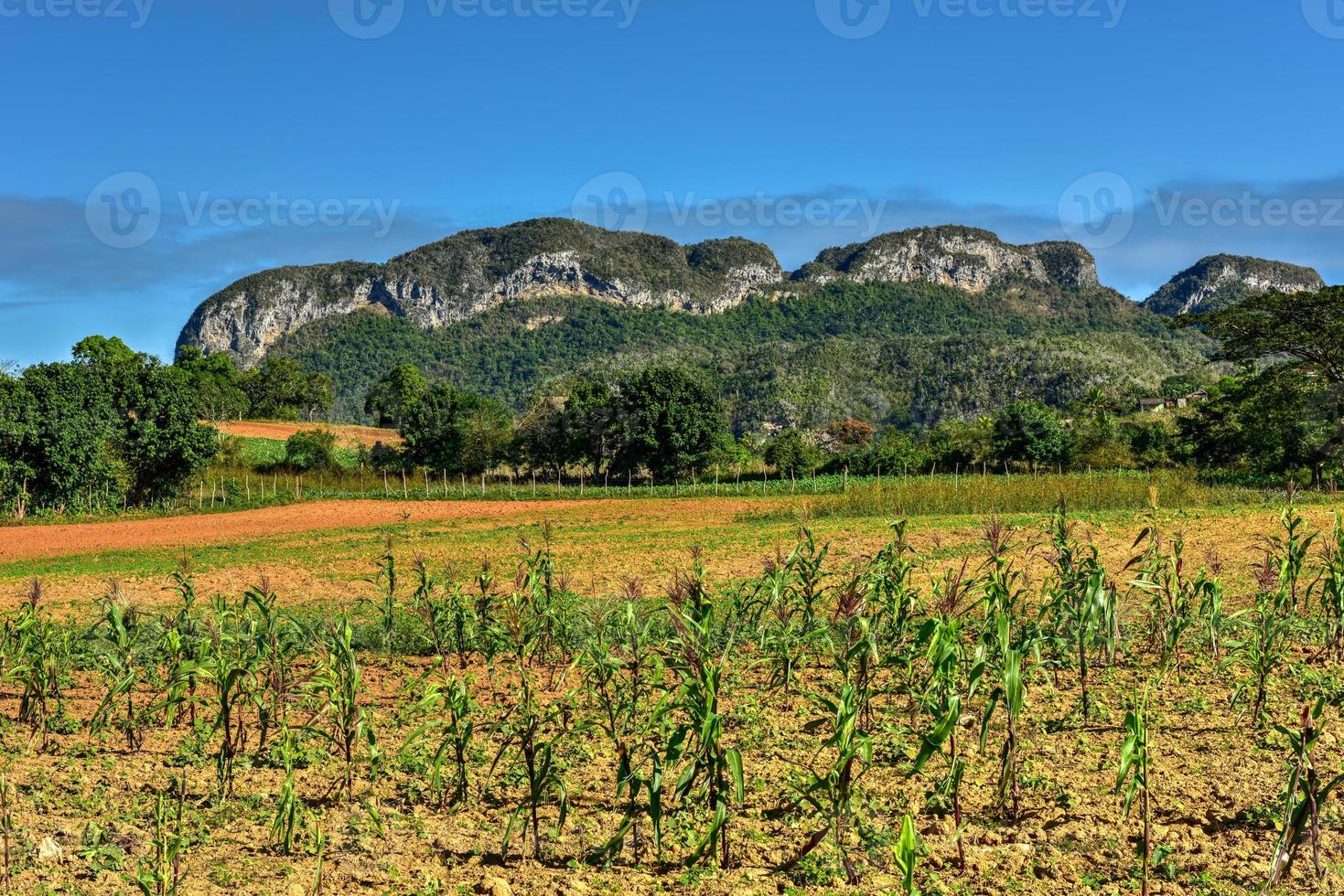 Tobacco field in the Vinales Valley, north of Cuba. photo