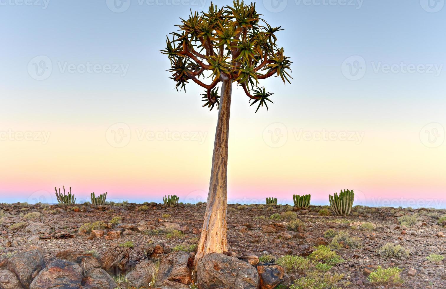 Quiver Tree - Namibia photo