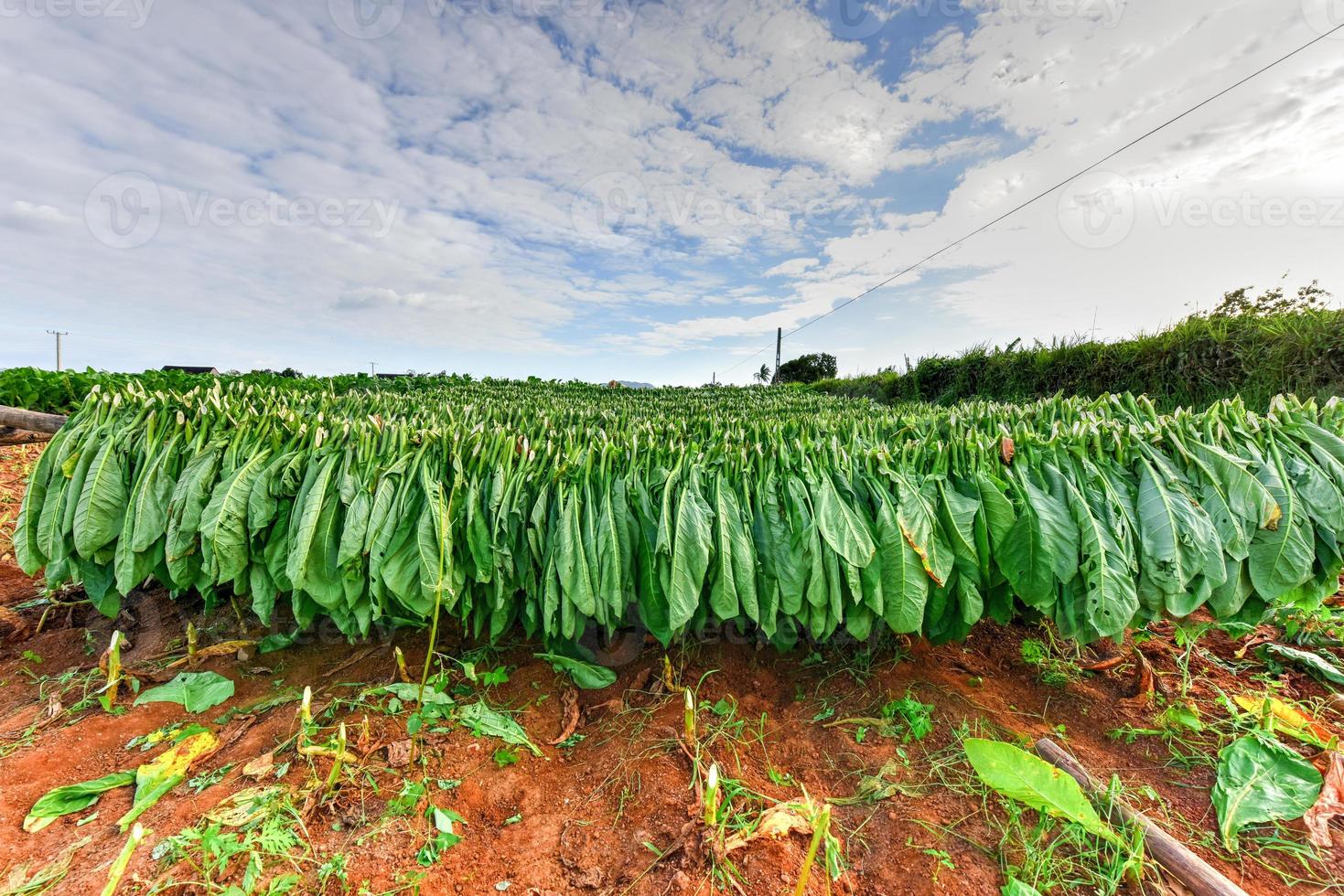Tobacco field in the Vinales valley, north of Cuba. photo