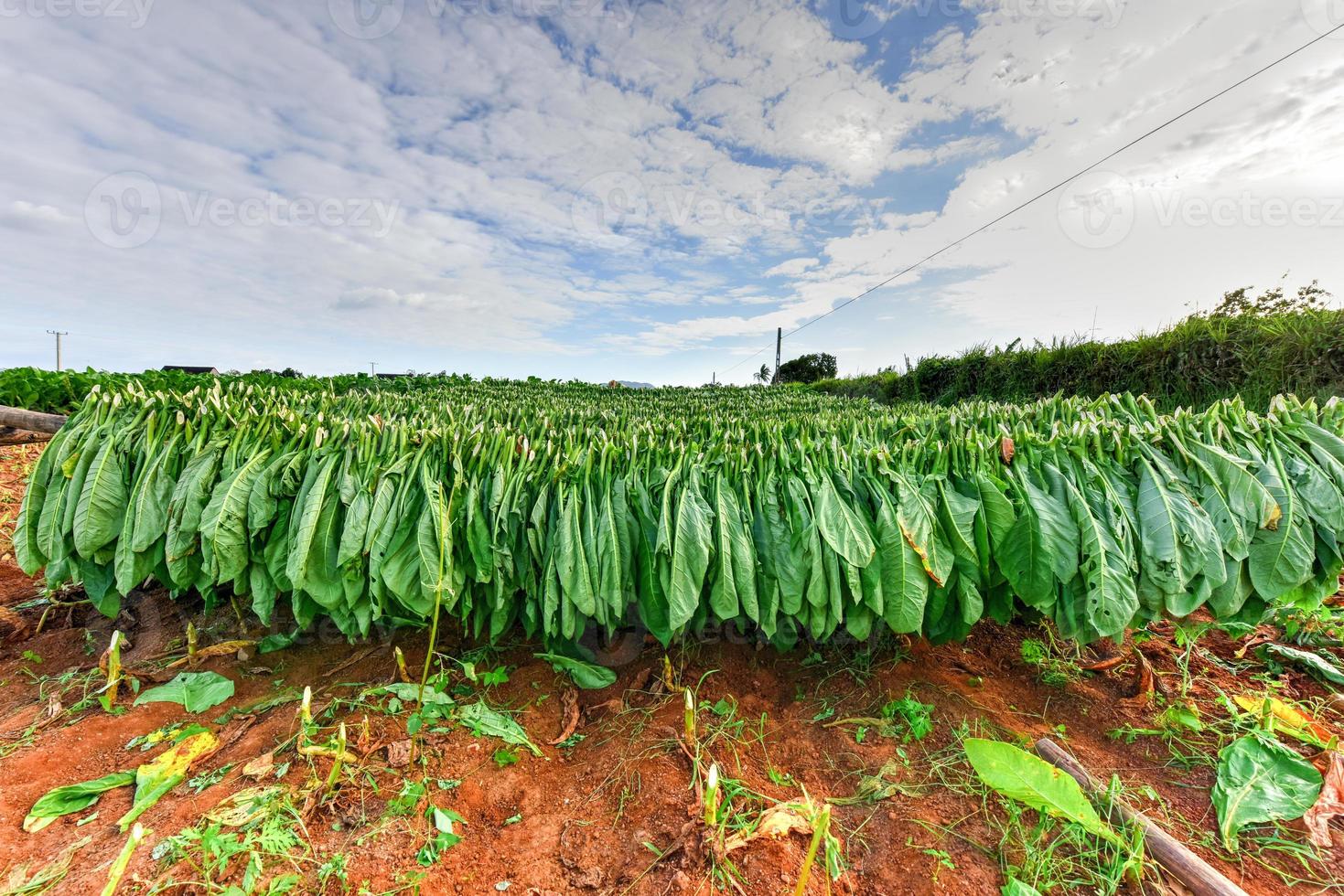 campo de tabaco en el valle de viñales, al norte de cuba. foto