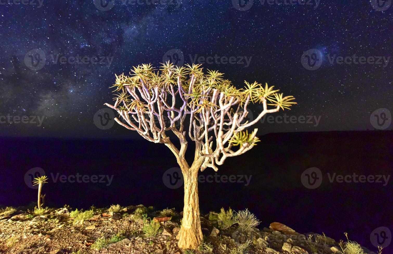 Quiver Tree - Namibia photo