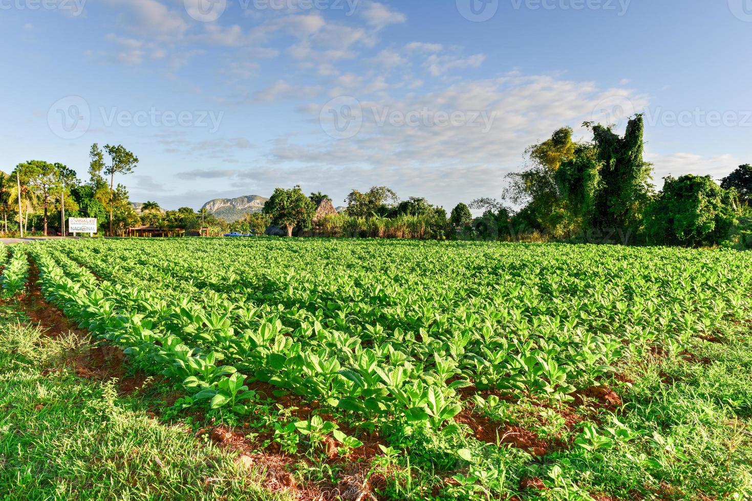 Tobacco field in the Vinales valley, north of Cuba. photo