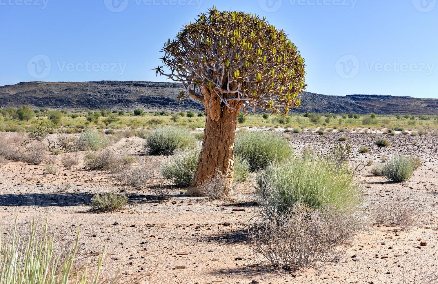 Quiver Tree - Namibia photo