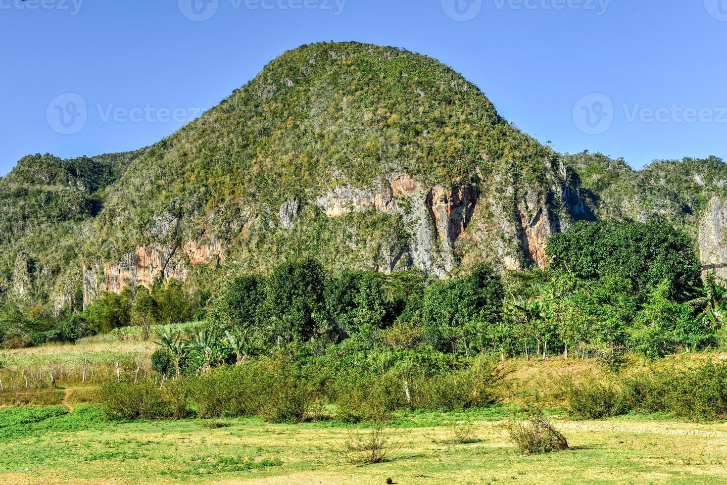 campo de tabaco en el valle de viñales, al norte de cuba. foto