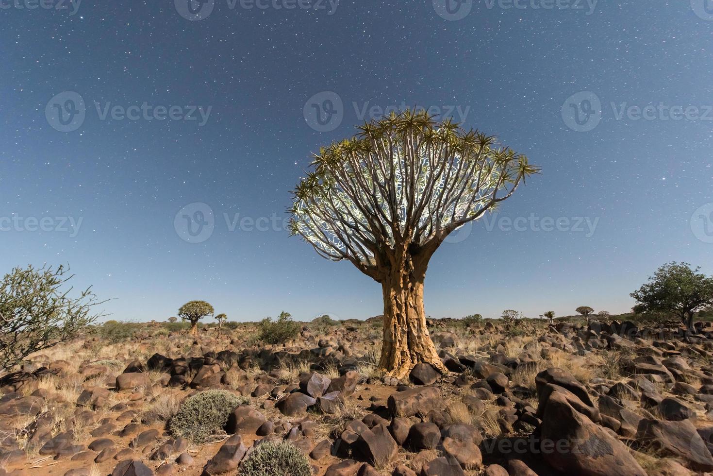 Quiver Tree Forest - Nambia photo