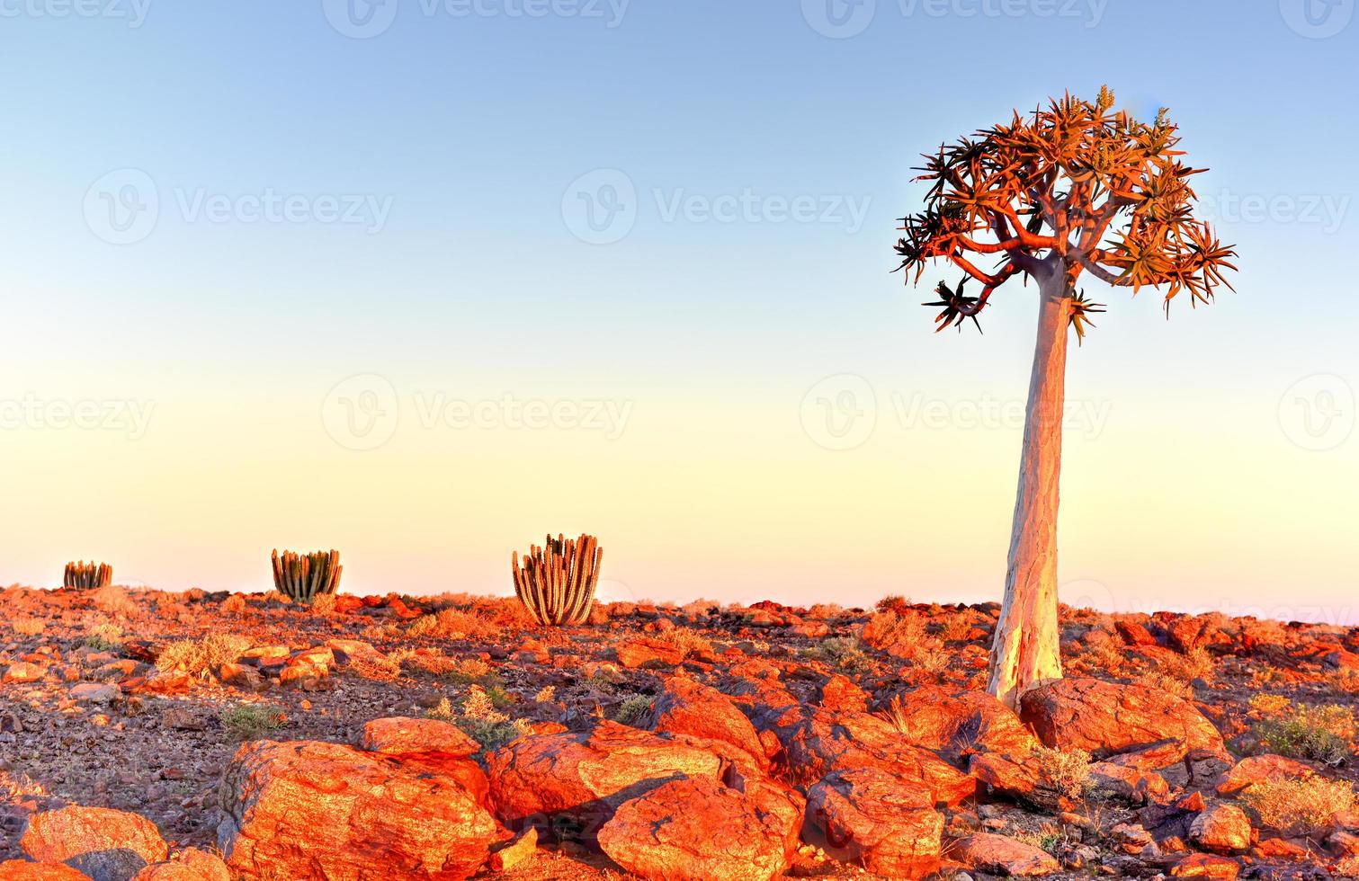 Quiver Tree - Namibia photo