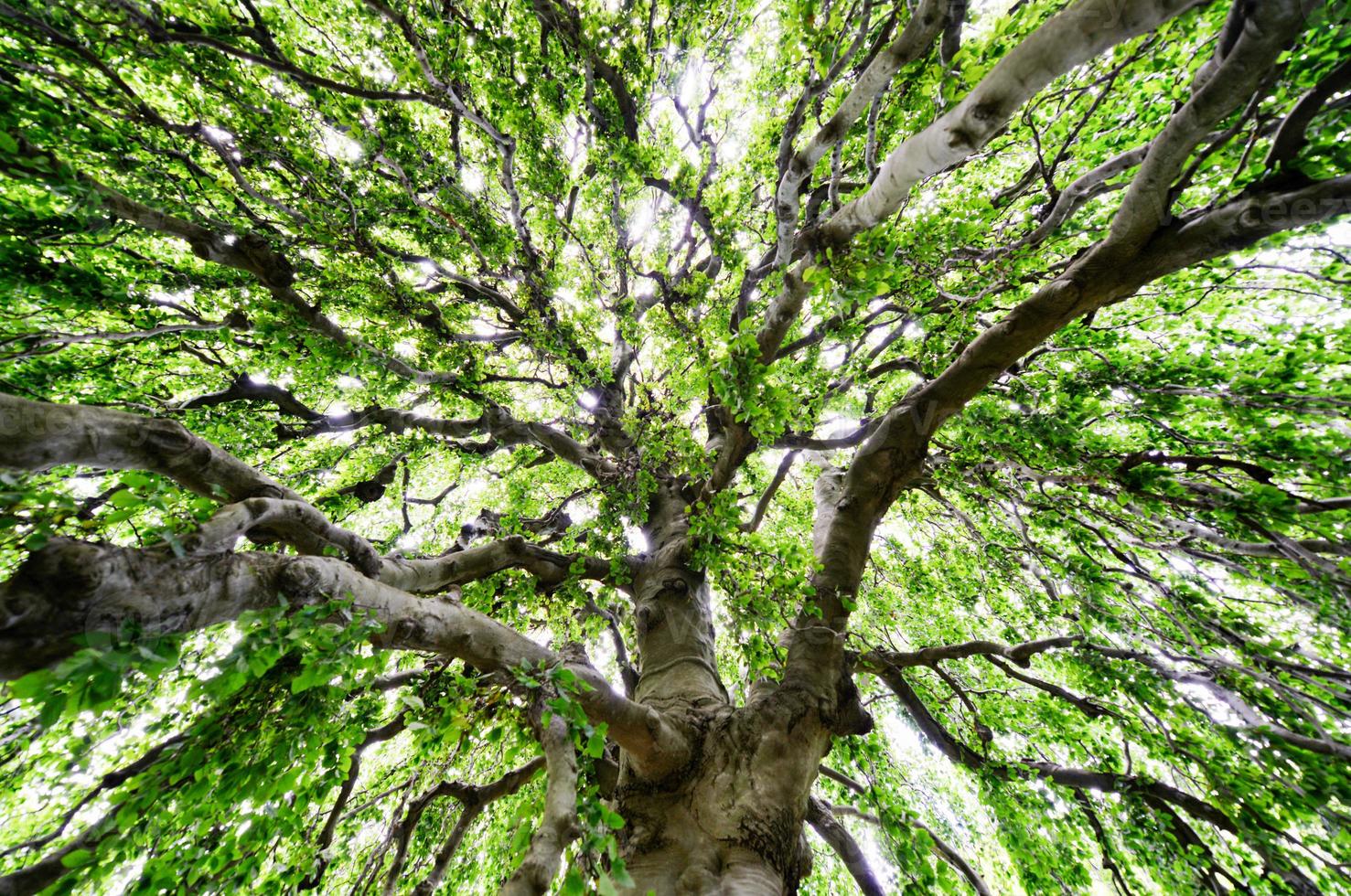 extensión de un gran árbol foto